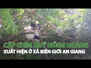 Cặp chim quý Hồng Hoàng xuất hiện ở xã biên giới An Giang| VTC14