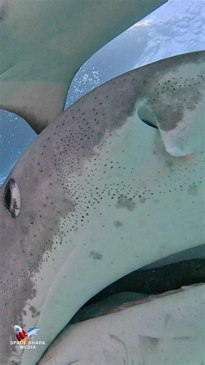 Extreme Tiger Shark close up #shark #sharks #ocean #adventure #Bahamas Tiger Beach, Bahamas