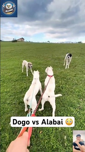 Aggressive Dogo Argentino vs Alabai – Ultimate Power Clash!