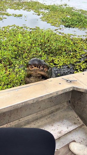 Airboat Tours by Arthur: Best Swamp Tour - Boat Ride, Swamp Puppy