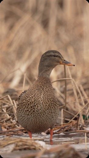 4.7K views · 4.7K reactions | The mallard hen is the true queen of the waterfowl world and now's her moment to dazzle. She's got a tough fight ahead, but hopefully she'll come out victorious because we could really use it. - - #mallard #duck #waterfowl #wildfowl #wildlife #ducks #mallards #springmigration | Matthew Bielski | Facebook