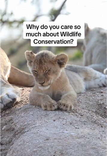 The Importance of Wildlife Conservation for Our Future