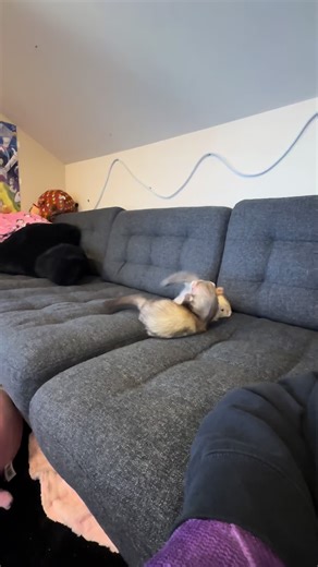 Happy Ferrets Playing Together