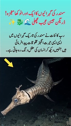Mysterious Dragon-like Deep Sea Fish! Amazing Ocean 🐉#SubhanAllah #MashaAllah #DeepSeaCreature