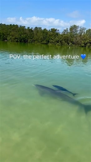 19K views · 354 reactions | The perfect adventure awaits you in Tampa, Florida  Shell Key Preserve Clear Kayak Tours | Get Up And Go Kayaking | Facebook