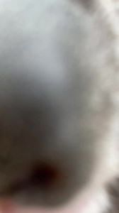 4.6K views · 325 reactions | Sweet koala kisses  | Ballarat Wildlife Park | Facebook