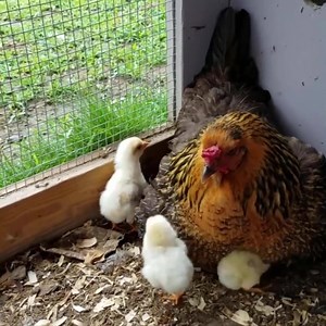 287K views · 4.7K reactions | Funny Parrot and Bird Videos Weekly Compilation | Funiest Pets | Facebook