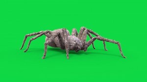 clip-1100375867-hairy-spider-green-screen-idle-loop-realistic