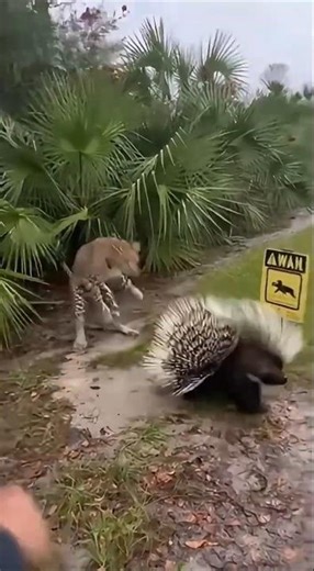 LEOPARD vs PORCUPINE: The Moment He Realized He Messed Up! 🐆🌵 #wildlife #instantregret #leopard