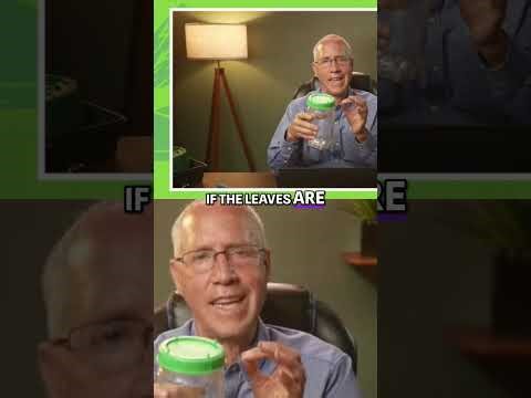 Grow Broccoli Sprouts Easily: Healthy & Delicious Microgreens