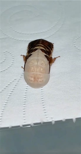 Insect Molting: Watch This Bug Shed Its Old Skin