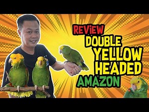 REVIEW DOUBLE YELLOW HEADED AMAZON