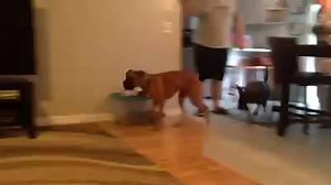 14K views · 797 reactions | Sometimes dogs just act like cats. Here...
