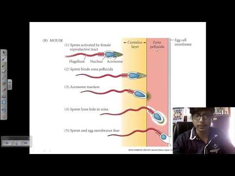 Fertilization in sea urchin | Developmental biology lecture