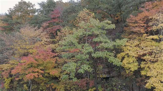 The Colors of Tennessee #Fall #Color #Nature #Tennessee #fyp | Cameron Clifft