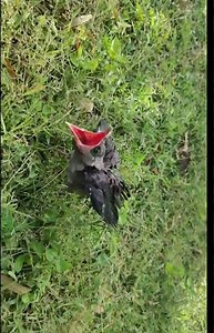 cute baby crow sounds #crow #bird #animalsounds #birdsounds #shorts #crowsounds #nature #wildlife