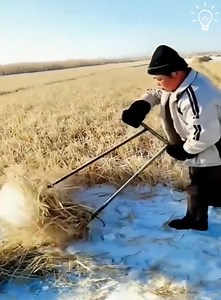 816K views · 1.6K reactions | Step up your farming game with these tricks | Bloom | Facebook