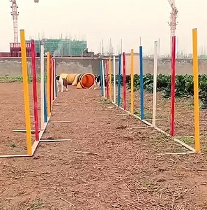 EASIEST TRAINING COLLIE DOG EVER 👀🐶 | Labrador retriever