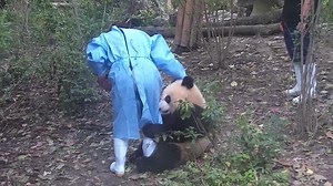 19K views · 2.1K reactions | Nanny, you are obligated to give me yummy snacks if I hug your legs because that’s my way of showing love. #HiPanda #BestJobInTheWorld | iPanda | Facebook