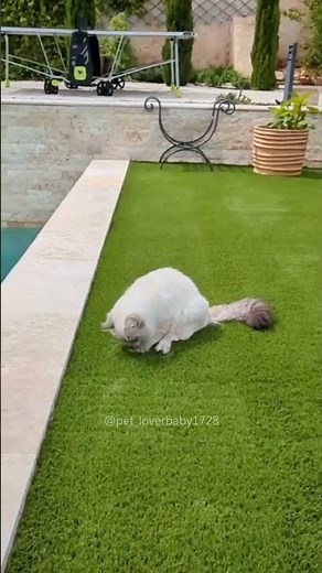 Cat Yowling for No Reason! 😹 | Hilarious Cat Sounds