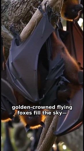 Golden-Crowned Flying Fox – The Giant Bat of the Philippines 🦇 Nature’s Night King