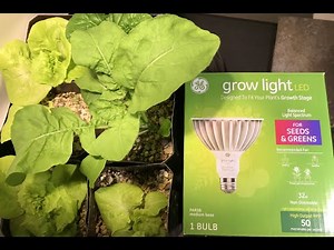 GE Grow Light Bulb PAR38 LED for Seeds and Greens in Containers - Review on Indoor Vegetable Garden