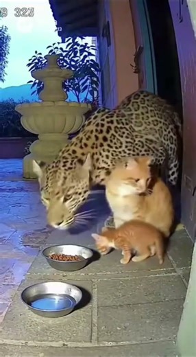 Protective behavior of a mother cat guarding her kittens fiercely #catcare #mothercat #petlove