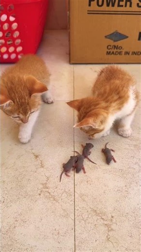 Kittens meet little mice #cat #mouse