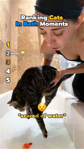 Ranking Best Cats In Bath Moments