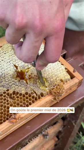 Miel de pissenlit tout frais : verdict et où l'acheter