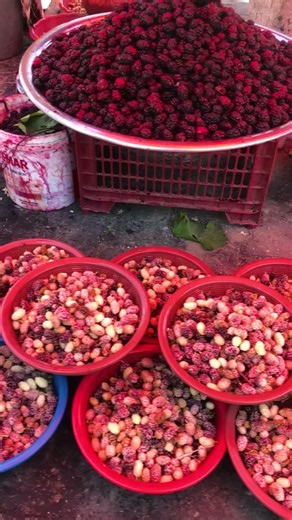 Fresh Mulberries & White Mulberries Harvest | Sweet Summer Fruits🍇