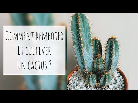 How to grow and repot a cactus?