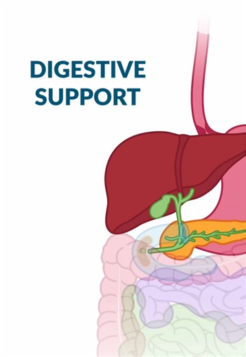 Essential Organs in Digestion Explained