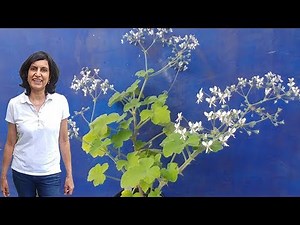 Growing scented geranium (with updates)