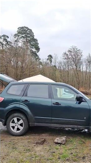 Day 2 of Rescue Dog Training