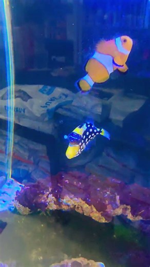 Beautiful Marine Fish Tank 🐠 | Ocean in a Tank