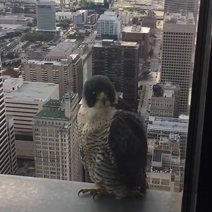 76K views · 2.6K reactions | This peregrine falcon is a regular...