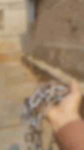 419K views · 10K reactions | Buffalo lover ❤️ #cows #rajsthan #rajasthan #jaipur #dairyfarm #trnding #buffalo #explore #elvishyadav #viral #viralreels #villge #viratkohli #viral #pushpa2 #puspalovers #pushpa #pusparaj #alluarjun #kotputli #kotputliwale #kotputliwale❤️狼狼 #jaipurblogger #jaipurtalks #jaishreekrishna | Radha Krishan dairy farm | Facebook