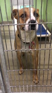 UPDATE: safe with Happy Trails Animal Rescue! Thank you to his foster family and rescue and everyone who shared and pledged for Emilio!! This guy has left the shelter and will be available for adoption after his HW treatment is complete. Please honor your pledges via PayPal to HappyTrailsAnimalRescue@yahoo.com and comment “done” after you have completed. What do you think it feels like being on the other side of those bars? One day you have a family and the next you’re in a shelter filled with n