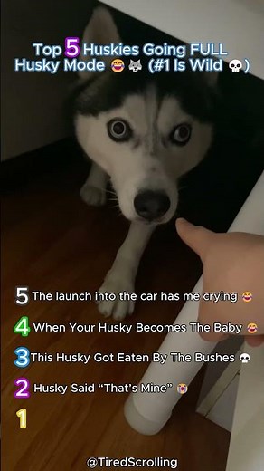Top 5 Huskies Going FULL Husky Mode 😂🐺 (#1 Is Wild 💀) #dogs #funny #crazy #cute