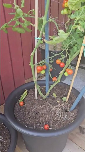 🌱 Protecting Plants with Fleece Covers | September Garden Walkthrough #garden #gardening