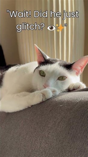 I caught a glitch in the Matrix... and it's my cat 🤖🐈 #Shorts #brainfreeze