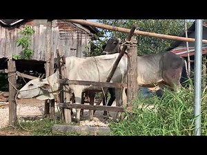 Crows: The Avian Parenting Experts