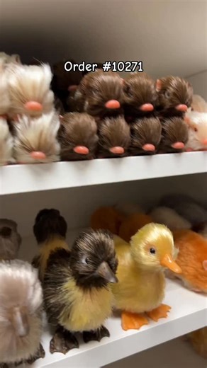 Thank you Kitty ❤️ #piglet #babypig #minipig | Loula's Little Nursery