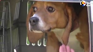 Beagles are being tested on in labs every single day — but these people are making sure they finally have the life they deserve ❤️ (via Dodo Impact) | The Dodo