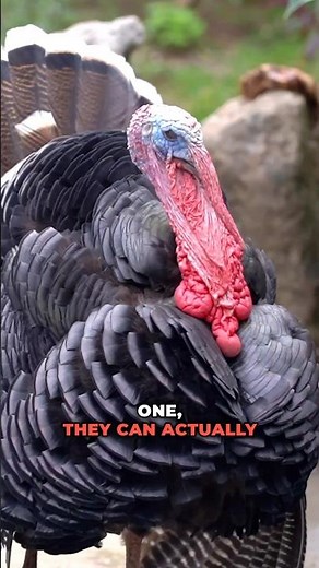 5 Things You Didn’t Know About Turkeys!