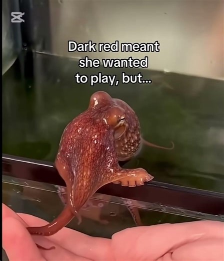 Octopus sad story #mysingingmonsters (credits to FabfoodVLOG and Ajanimalking)