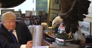 Who wants to see a video of Donald Trump cowering in front of a bald eagle?