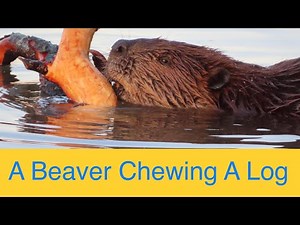 Beautiful Video of a Beaver Chewing on a Log for 7 Minutes