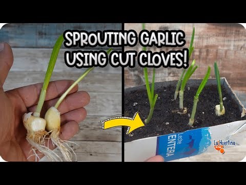 The Secret to Sprouting Garlic Fast Using Cut Cloves || Toni's Organic Vegetable Garden
